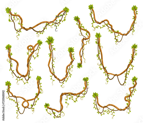 Liana branch set. Twisted wild jungle vine plants. Woody natural tropical rainforest, exotic botany element. Vector design element