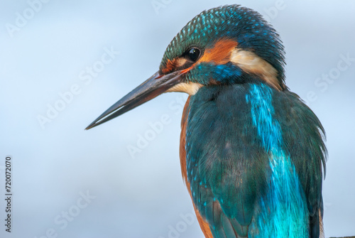 Portrait of a Kingfisher (Alcedo athis) perched on a branch. photo