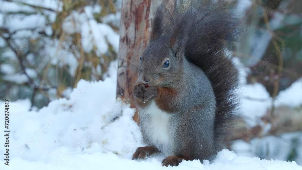 red squirrel animal on ground feeding nuts sciurus vulgaris natural world norway red squirrel animal on ground feeding nuts sciurus vulgaris natural world norway