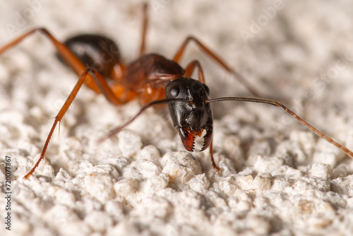 closeup of a Banded sugar ant
