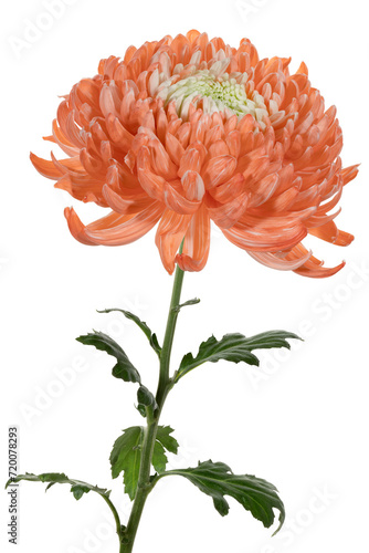 Orange chrysanthemum with stem on a white background. Side view. Full depth of field. With clipping path