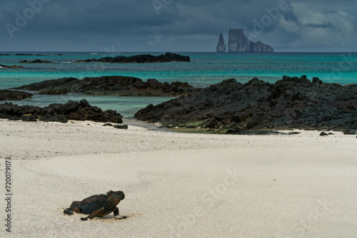 Galapagos marine iguana returning from the sea and now warming up on Mosquera Beach photo