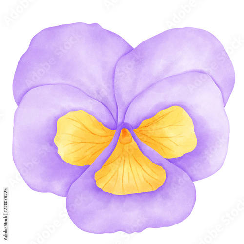 Pansy flower