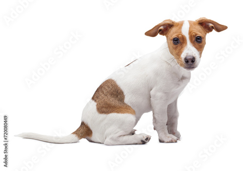 Jack Russell Terrier dog isolated on the white background