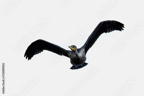 The Double-crested Cormorant (Phalacrocorax auritus ) in flight photo
