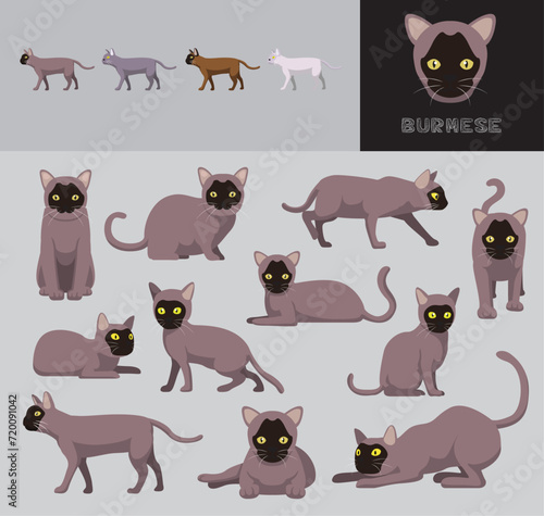 Fototapeta Naklejka Na Ścianę i Meble -  Cat Burmese Silver Coat Cartoon Vector Illustration Color Variation Set