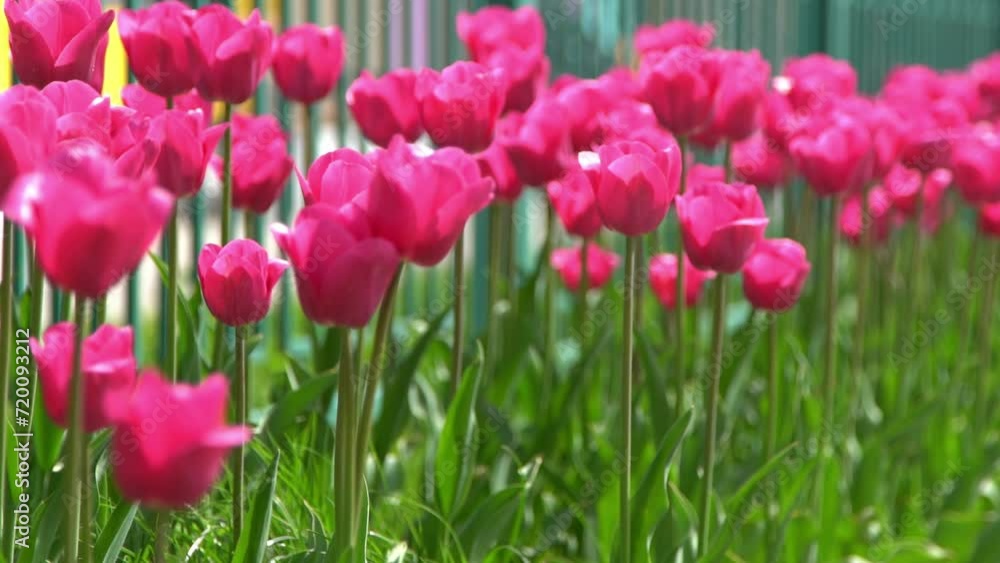 Pink tulips bloom in spring. Blur bokeh. Tulip flower nature. Floral background. Botanical garden. Flowering buds. Blooming mood. Beautiful aesthetic petal plant. The swaying of the wind. Sunny day. Pink tulips bloom in spring. Blur bokeh. Tulip flower nature. Floral background. Botanical garden. Flowering buds. Blooming mood. Beautiful aesthetic petal plant. The swaying of the wind. Sunny day.