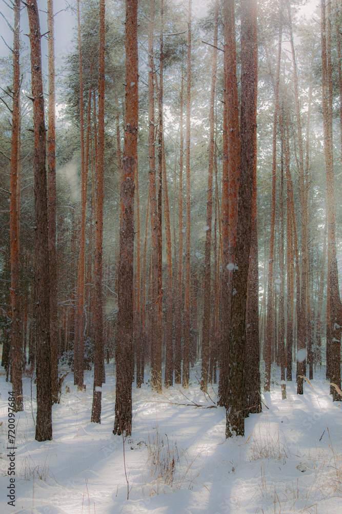 forest in winter forest in winter