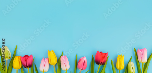 Colorful spring tulip flowers isolated on a blue background with copy space. © henjon