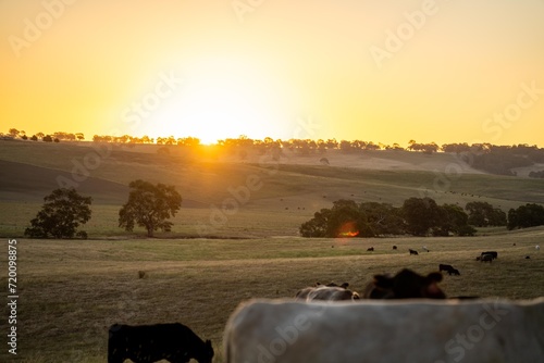 golden duck on a holistic farming of Angus, wagyu, and Murray Grey Cows eating long pasture in a hot dry summer at dusk in Australia photo