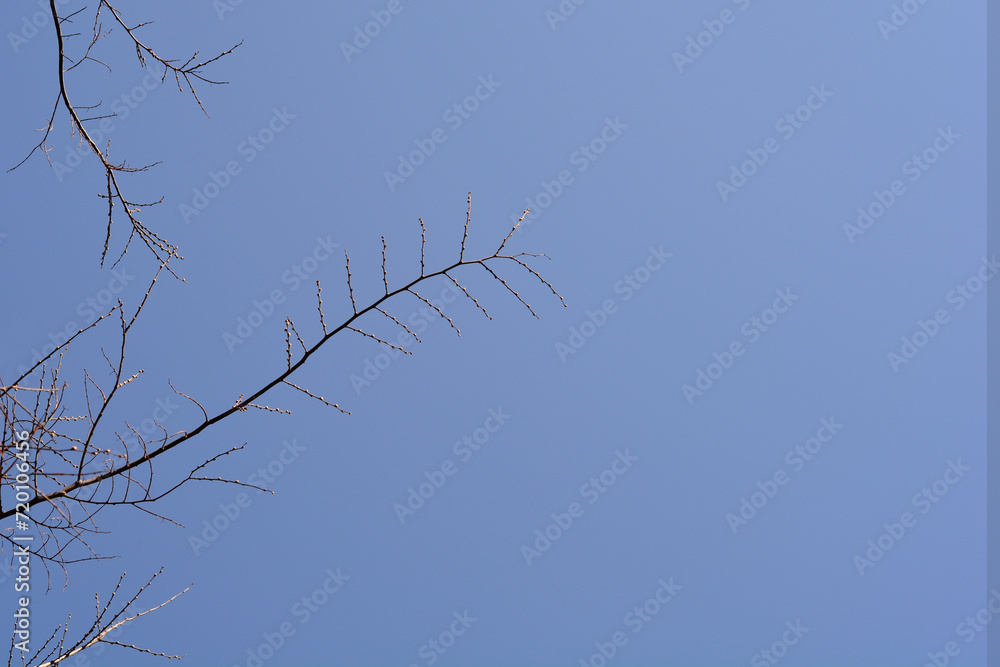 Obraz premium European nettle tree branch with buds