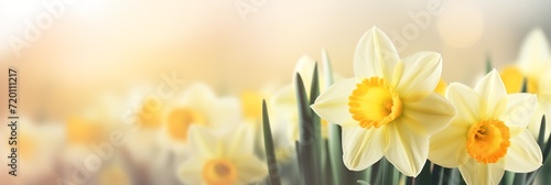 Spring flowers banner, background. Yellow daffodils flowers banner with copy space