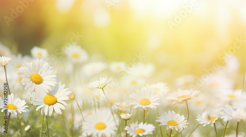 Beautiful daisy banner