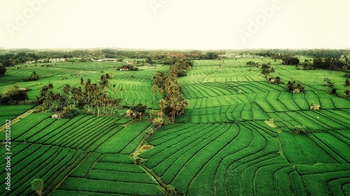 Fotografie beauty of ricefield from the top
