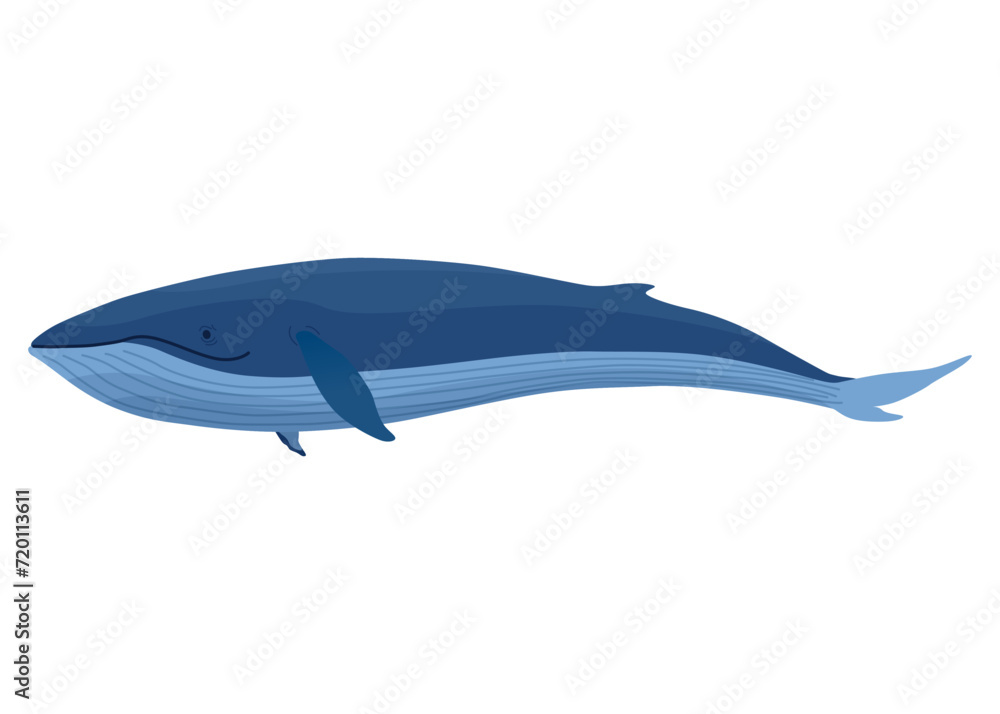 Clue whale, aquatic mammal. Awesome marine animal. Cartoon vector graphic. Isolated drawing illustration on white background Clue whale, aquatic mammal. Awesome marine animal. Cartoon vector graphic. Isolated drawing illustration on white background