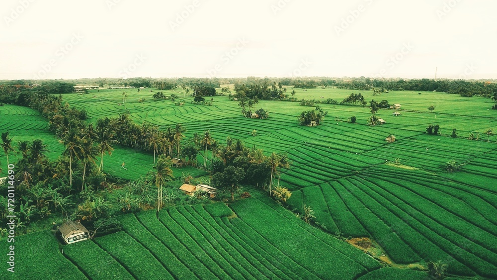 beauty of ricefield from the top