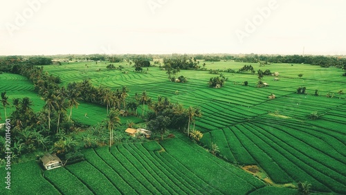 Obraz na plátně beauty of ricefield from the top