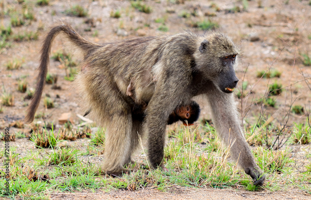 Baboon Ape with baby hanging on its chest in Kruger National Park Baboon Ape with baby hanging on its chest in Kruger National Park