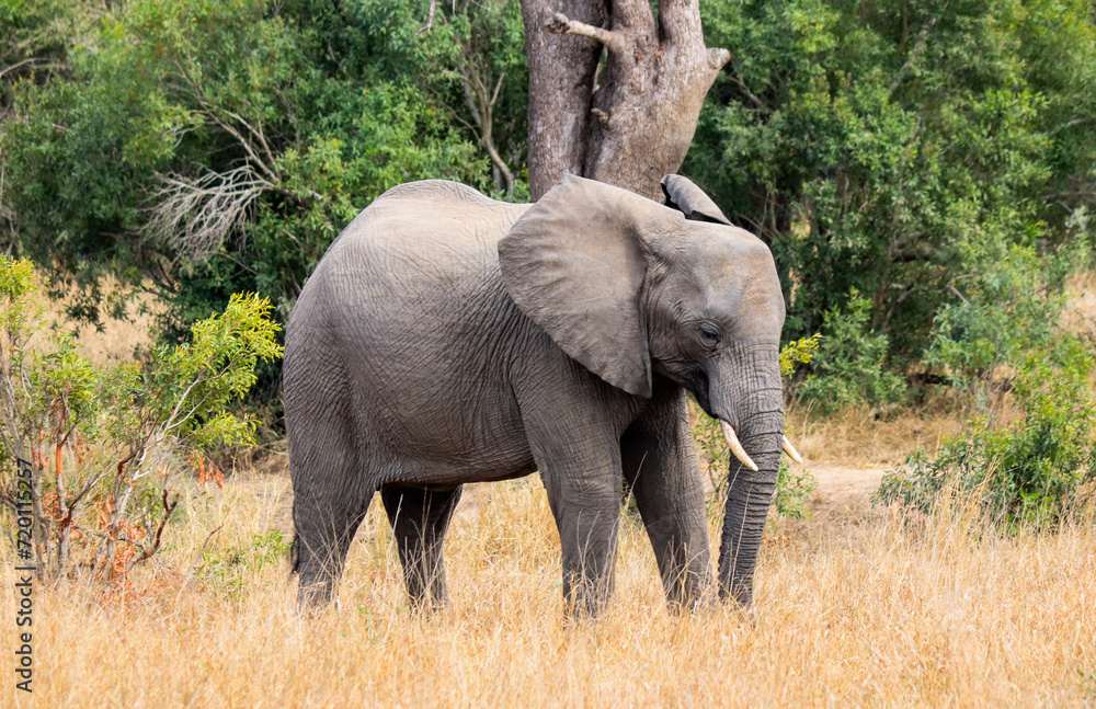 Elephant in Kruger National Park forest