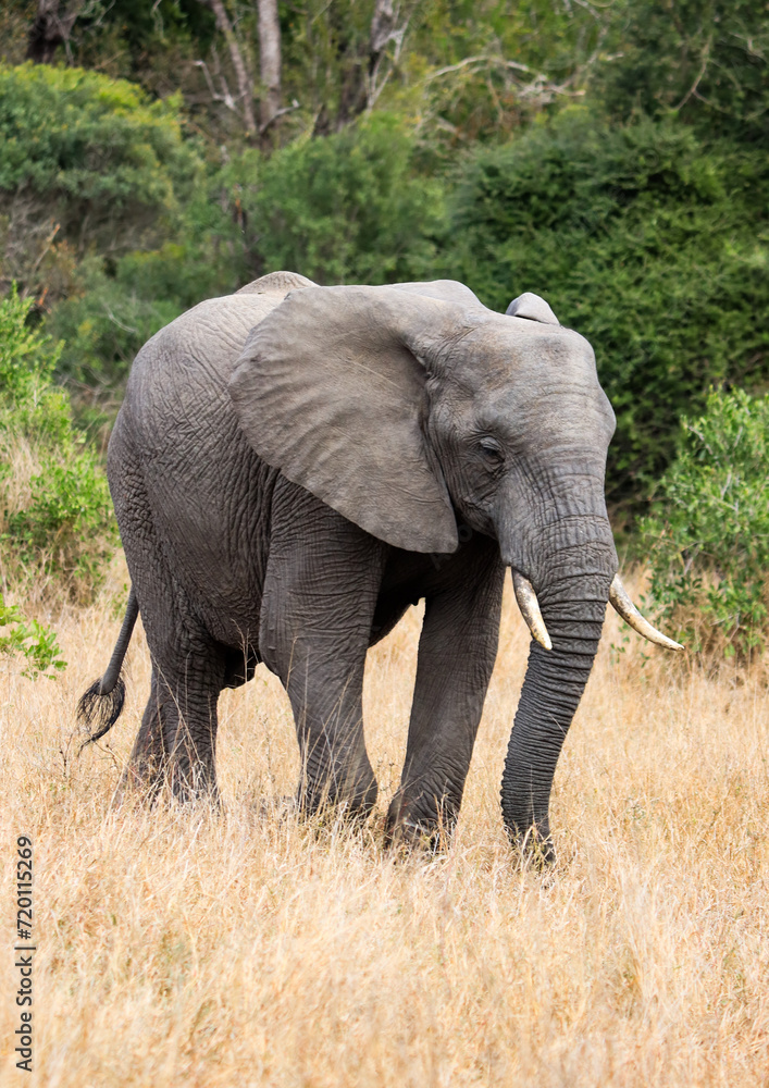 Elephant in Kruger National Park forest Elephant in Kruger National Park forest