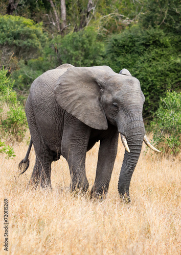 Elephant in Kruger National Park forest