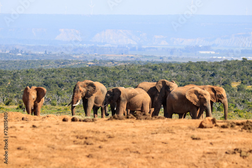 Huge herd of elephants in Addo Elephant National Park