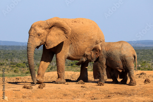 Elephant calf with its mother in Addo Elephant National Park