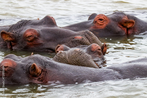 Hippopotamus family resting in Lake Saint Lucia, South Africa