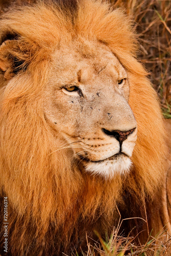 Lion resting with big mane in Kruger National Park