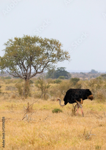 Lone ostrich on the savanna in Kruger National Park