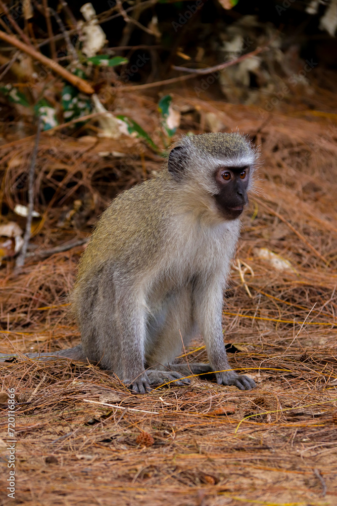 Vervet monkey perched on tree in south africa Vervet monkey perched on tree in south africa