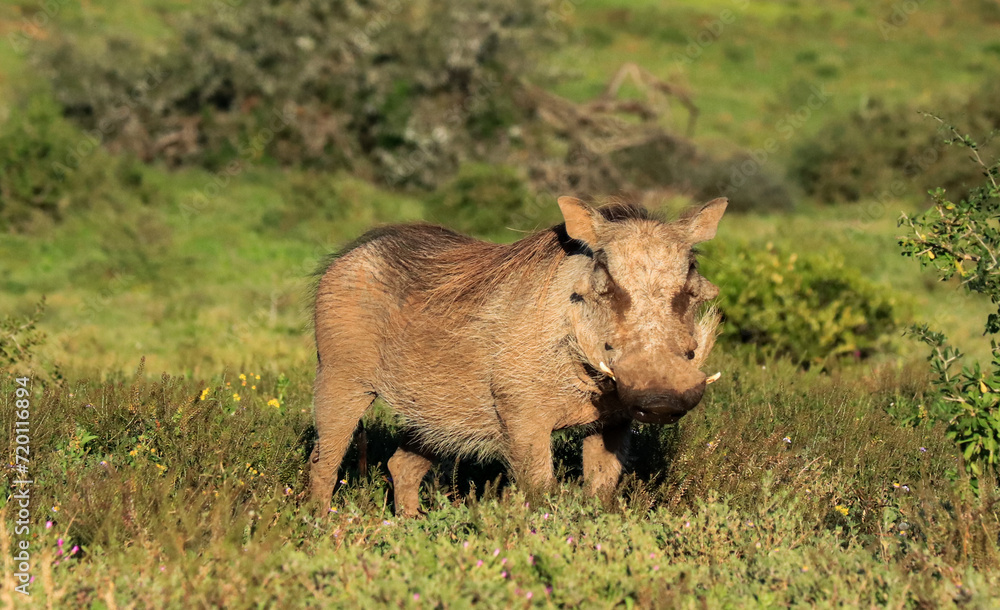 Warthog attentive to the camera in South Africa Warthog attentive to the camera in South Africa