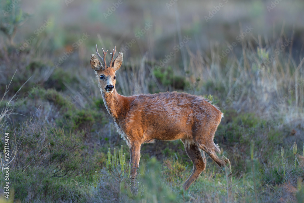 Roe deer (Capreolus capreolus), also known as the roe, western roe deer, or European roe in the warm light of the sun just before sunset in National Park Hoge Veluwe in the Netherlands Roe deer (Capreolus capreolus), also known as the roe, western roe deer, or European roe in the warm light of the sun just before sunset in National Park Hoge Veluwe in the Netherlands