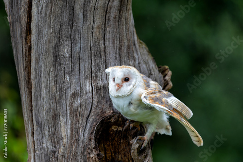 Barn Owl (Tyto alba) sitting in a tree in Noord Brabant in the Netherlan photo