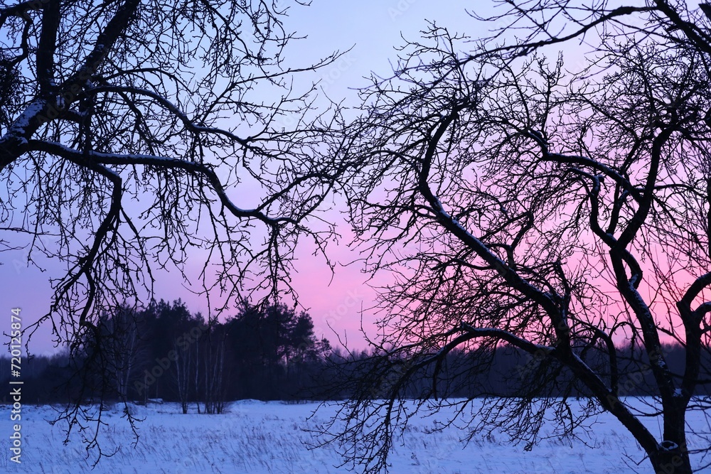 Colorful evening landscape. Beautiful natural background dark tree branches against the pink sky Colorful evening landscape. Beautiful natural background dark tree branches against the pink sky