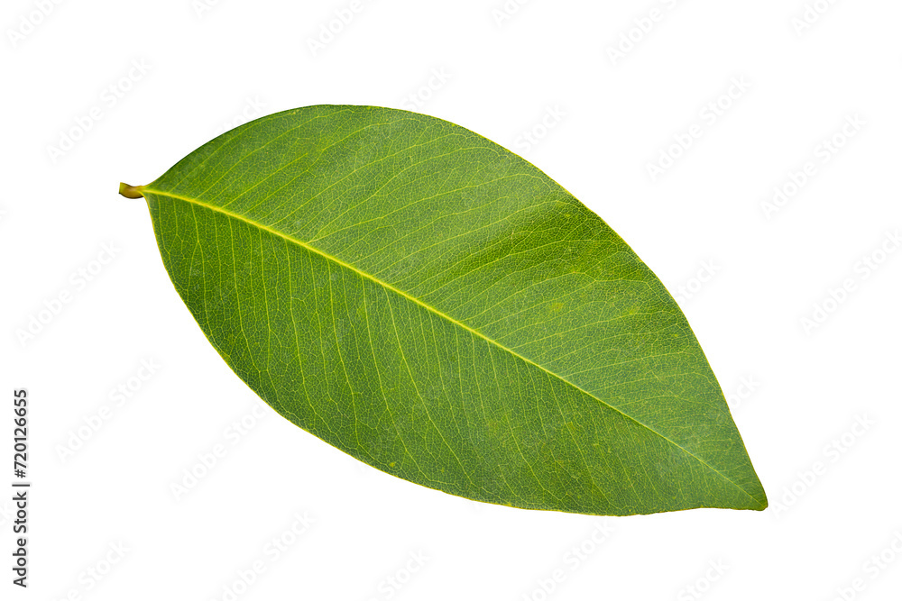 Fototapeta premium Golden shower Golden shower Pudding-pipe tree