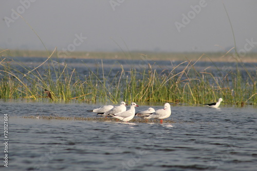 Seagulls hanging out in the water
