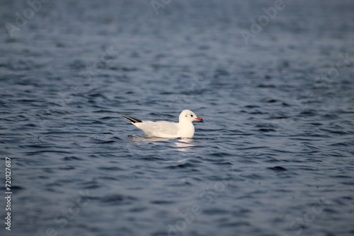 Seagull sitting in the lake