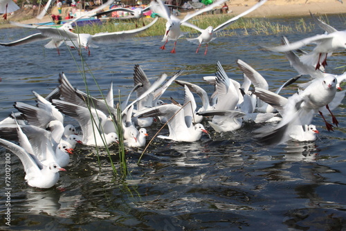Seagulls hanging out in the water