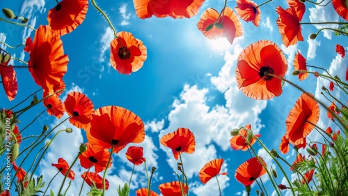 Beautiful poppy flowers from below against a blue sky background. Unusual angle on floral