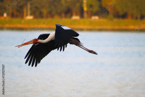 Painted stork flying