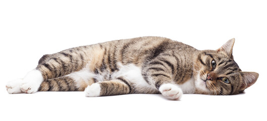Beautiful grey cat isolated on a white