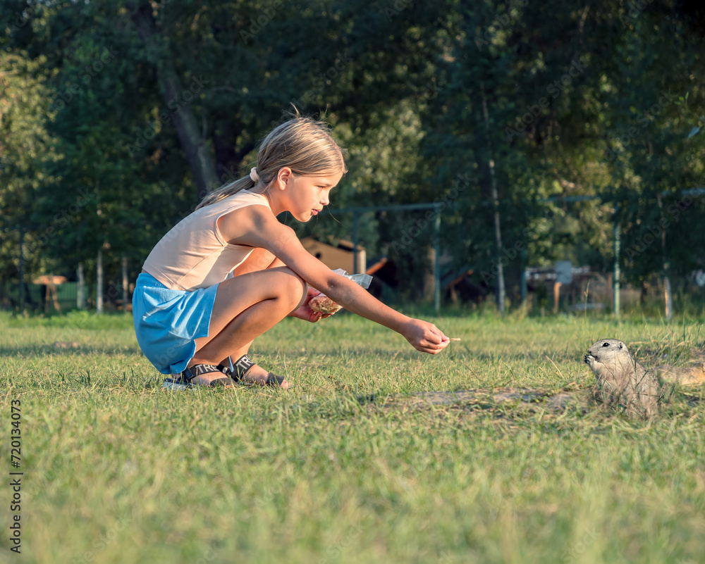 A little girl on a grassy lawn is feeding a prairie dog by hand. A little girl on a grassy lawn is feeding a prairie dog by hand.