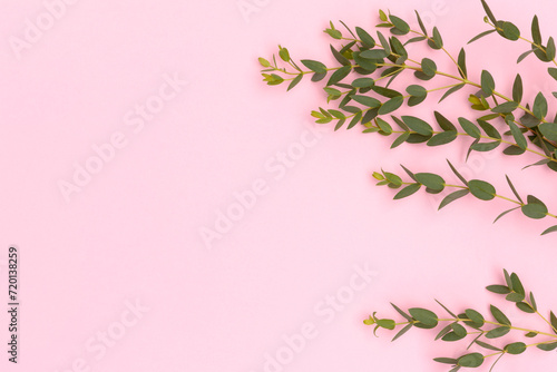 Eucalyptus branch on a pink background. Composition with copy space.