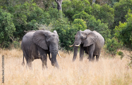 Elephant family in Kruger National Park forest