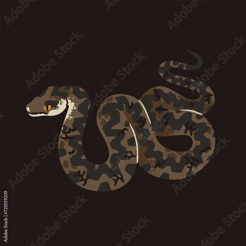 European adder. Patterned vipera berus. Dangerous common viper. Venomous snake of forests in Europa. Poisonous woodland brown serpent. Wild cold blooded animal. Flat isolated vector illustration