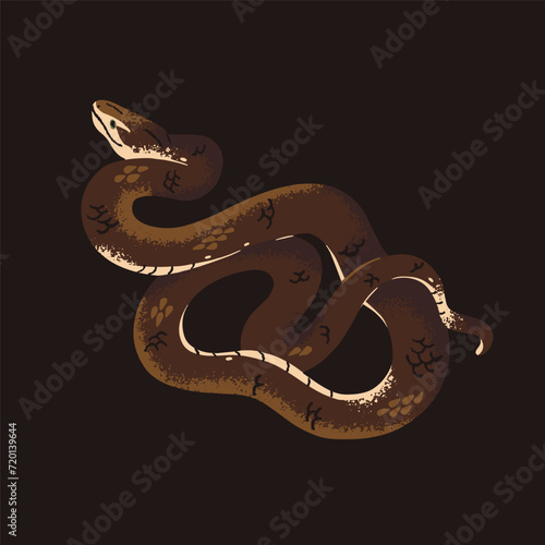 Common or Indian taipan in attack posture. Brown venomous australian snake. Exotic poisonous serpent. Protected by law cold blooded animal. Dangerous jungle fauna. Flat isolated vector illustration