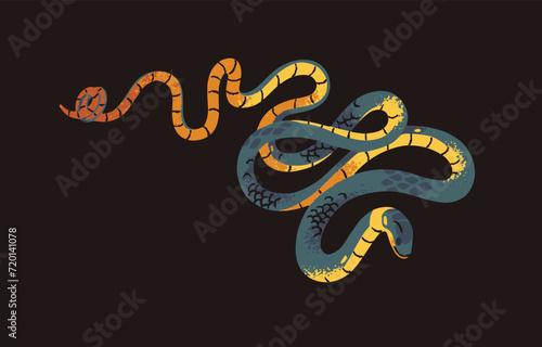 Ringneck spitting cobra, Rinkhals. Exotic poisonous snake with colored patterned scale. Wild tropical viper, deadly venomous serpent. Dangerous African swamps fauna. Flat isolated vector illustration