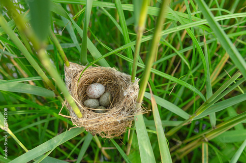 Nest of Common Reed Warbler (Acrocephalus scirpaceus) with an egg of Common Cuckoo (Cuculus canorus).
