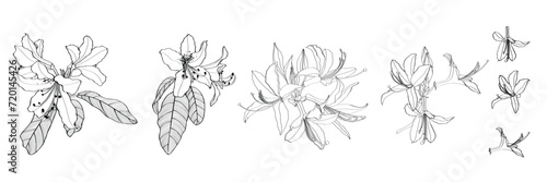 Rhododendron, oleander, azalea flowers big set.  Hand drawn spring blossoms poster. Engraved botanical line art. Vintage illustration.